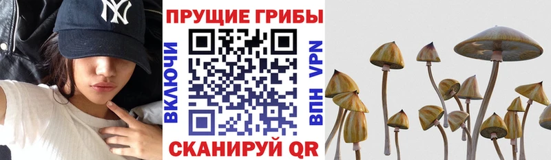 Галлюциногенные грибы Psilocybe  магазин  наркотиков  Сольвычегодск 